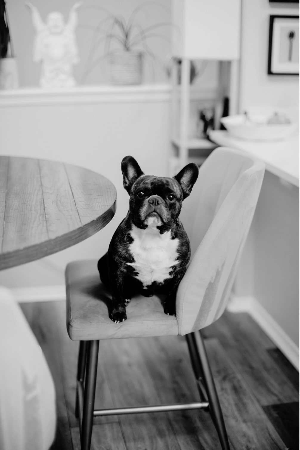 Randy the French bulldog